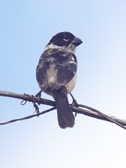 Collared Seedeater