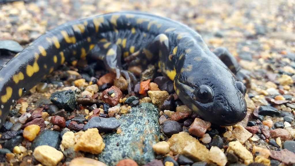 Tiger Salamander | Eastern tiger salamanders are on the move… | Flickr