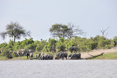 Elephant herd viewed from campsite #3, Mudumu National Park