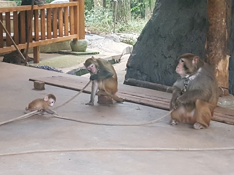 Qiandao Lake monkeys