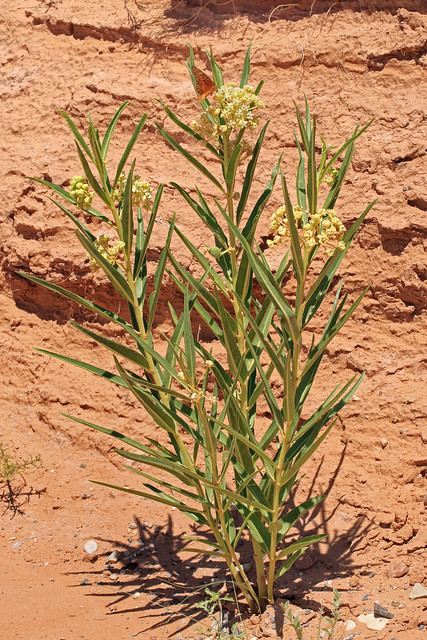 Asclepias labriformis, Middle Desert Wash, Middle Desert, BLM Lands, Wayne County, Utah 2
