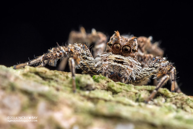 Jumping spider (Portia sp.) - PA090198