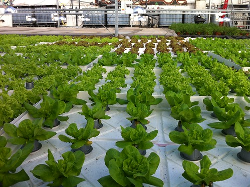 RVO Aquaponics: Salad Green at Raft system DWC units. wate ...