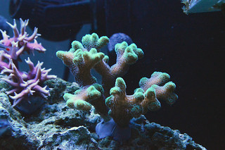 EdoVan's Shallow Nano Reef 150L - Page 4 16006159332_56da74cc85_n