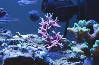 EdoVan's Shallow Nano Reef 150L - Page 4 15384581664_80d91dd265_n