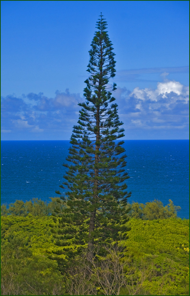 Cook Pine Tree -- Limahuli Garden and Preserve Hanalei Kau… | Flickr