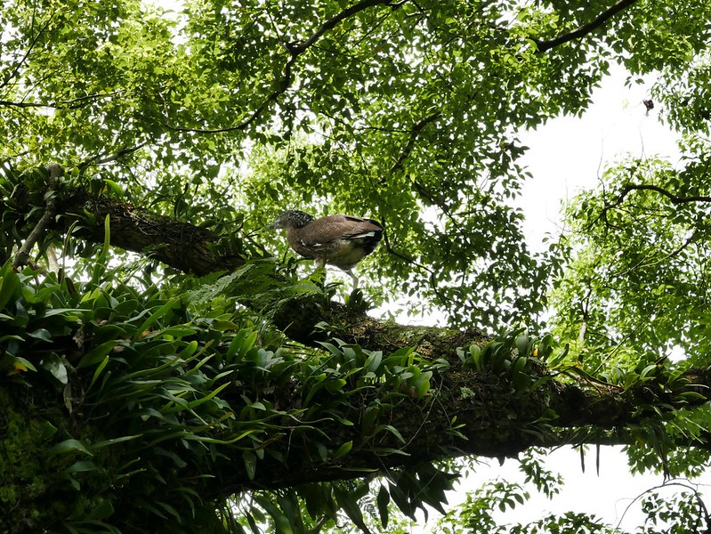 在埔里市中心爬樹，發現一隻始終在架繩處頂徘徊的黑冠麻鷺幼鳥，後來才知道，牠是一窩四口中僅存的最後一隻，除了植物，周邊生態環境充滿著生命的故事。圖片來源：陳雅得。