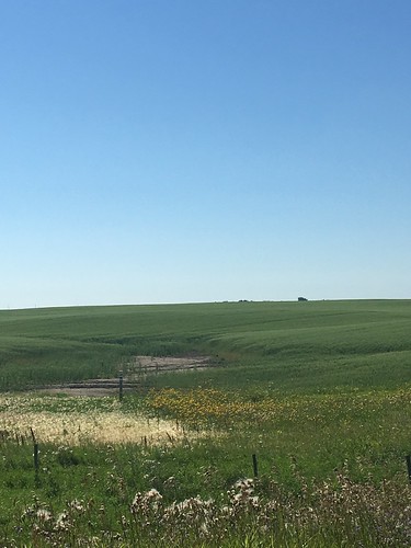 The wheat is about 10 days off in western ND.