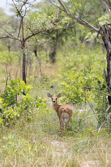 Steenbok, Mudumu National Park
