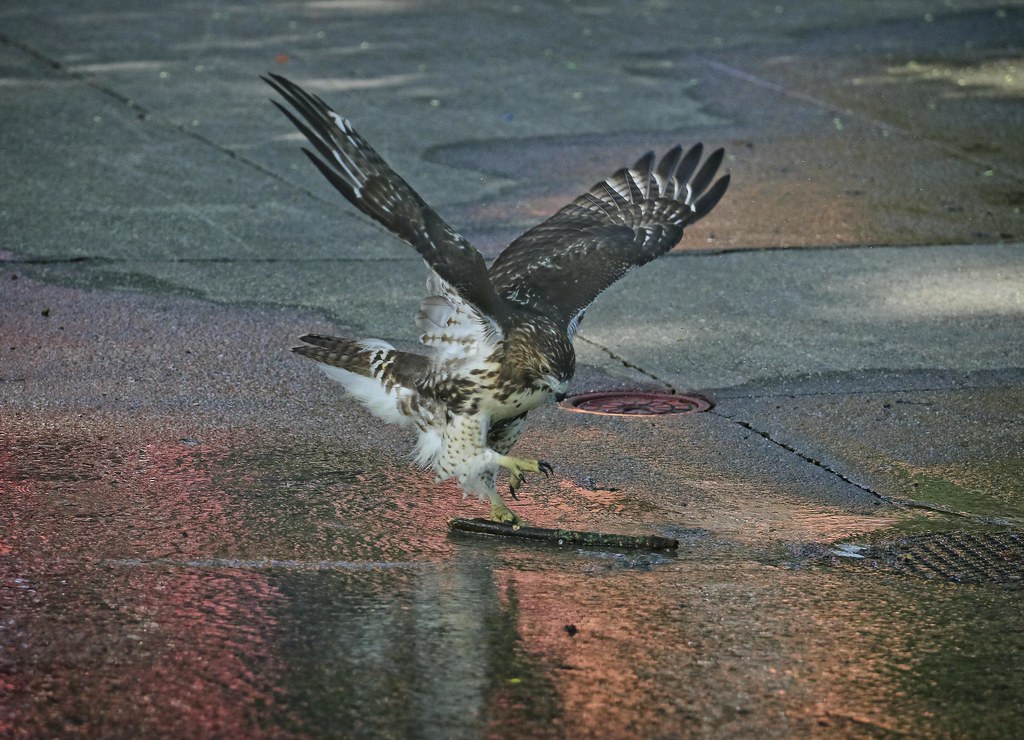 Hawk playing with a stick in the sprinkler