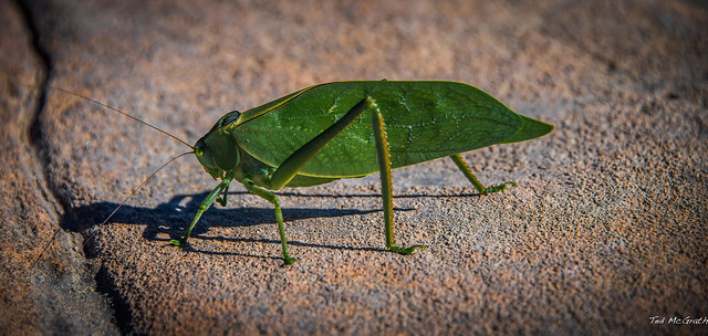 2014 - Copper Canyon - Pea Pod Insect - Katydid