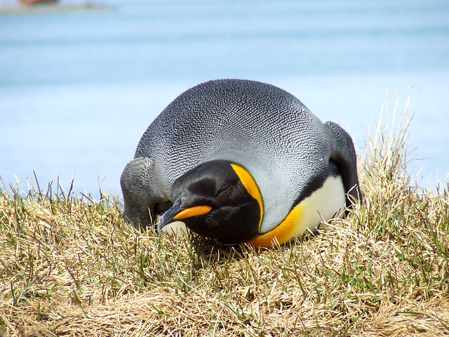 Penguin on land