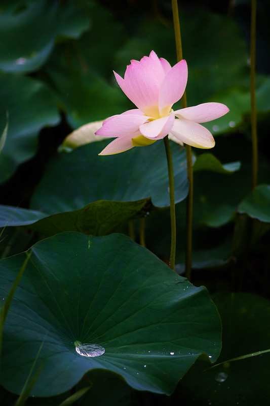 Lotus flower-3