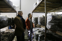 Visita a la planta productora de champiñones “Milagros del Sur”