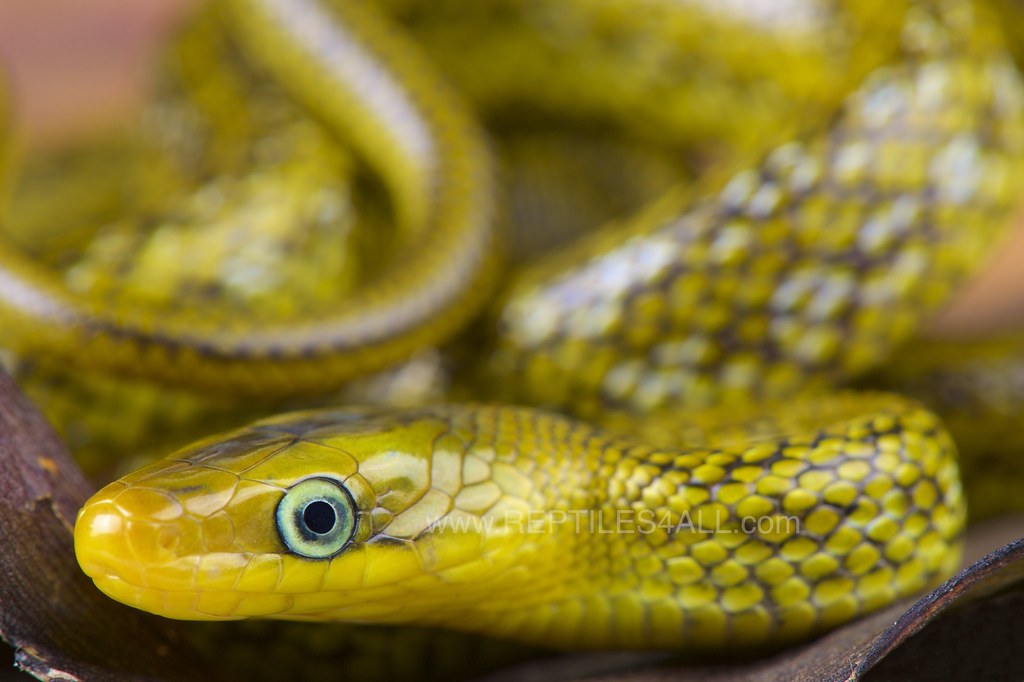 Himalayan trinket snake / Orthriophis hodgsoni