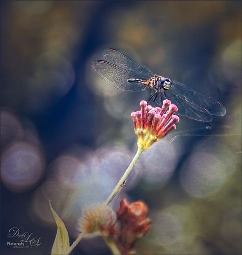 Image of a Dragonhunter bug on flower