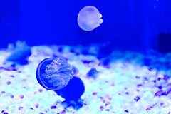 Blue Jelly of Shinagawa Aquarium : ブルージュエリー（しながわ水族館）