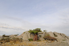 Baobab and rocks, Kubu Island