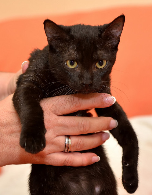 Marley, gatito negro súper sociable y juguetón, nacido en Junio´16, en adopción. Valencia. ADOPTADO. 30085599661_8ae0a75693_z