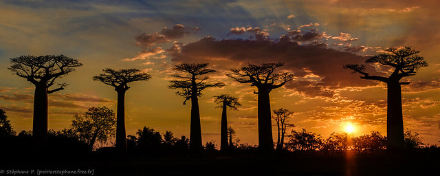 Baobabs au Soleil couchant, Madagascar