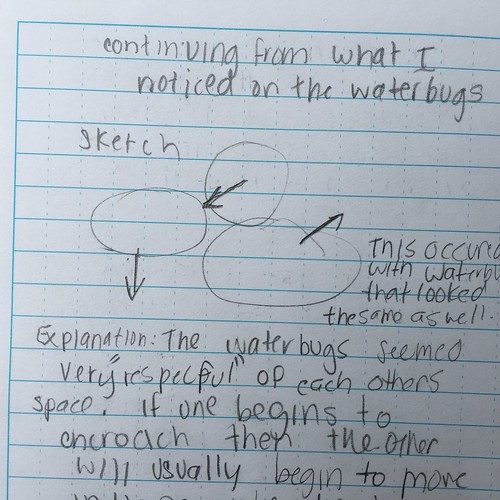 Sketch of how water striders move when another water strider encroaches in on them.