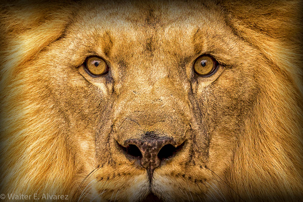 Lion's eyes