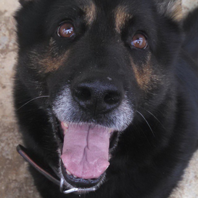A close up of the face of a German Shepherd, mostly black but with bronze highlights around her eyes and white on the end of her muzzle. She has a big ol goofy grin.