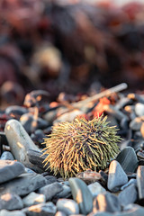 sunset sea urchin