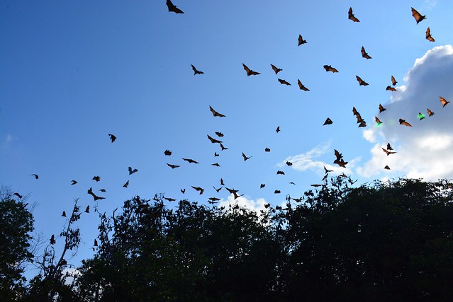 Flying foxes of Riung (Flores, Indonesia 2016)