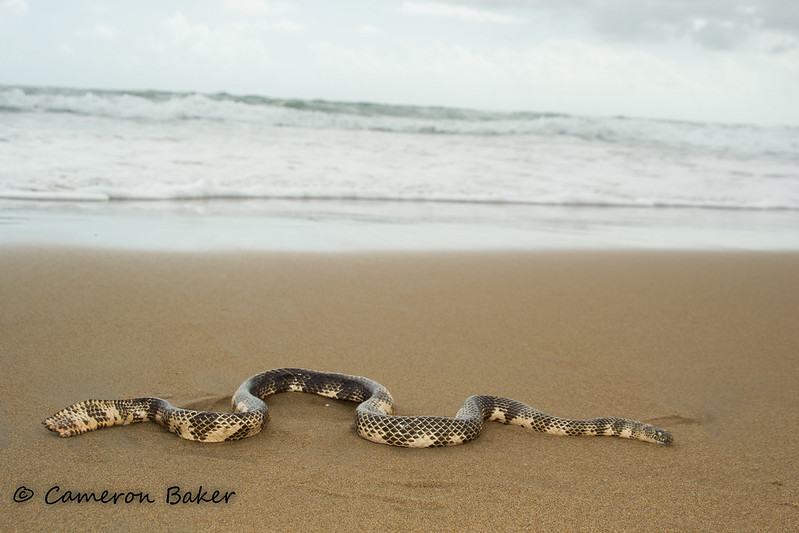 Морская змея Дюбуа (Aipysurus duboisii), фото фотография картинка