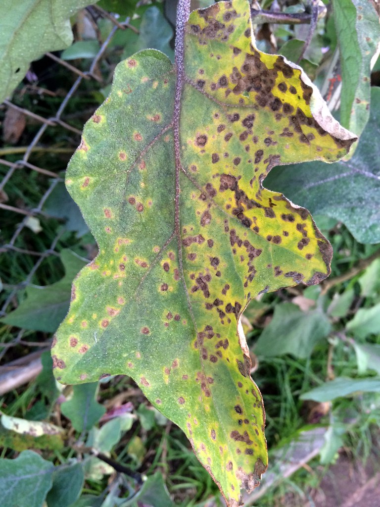 Eggplant Cercospora leaf spot Host Solanum melongena Pat… Flickr