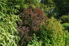 Buisson dans le parc du château d’Acquigny