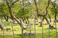Family farm at Villa Cerro Castillo