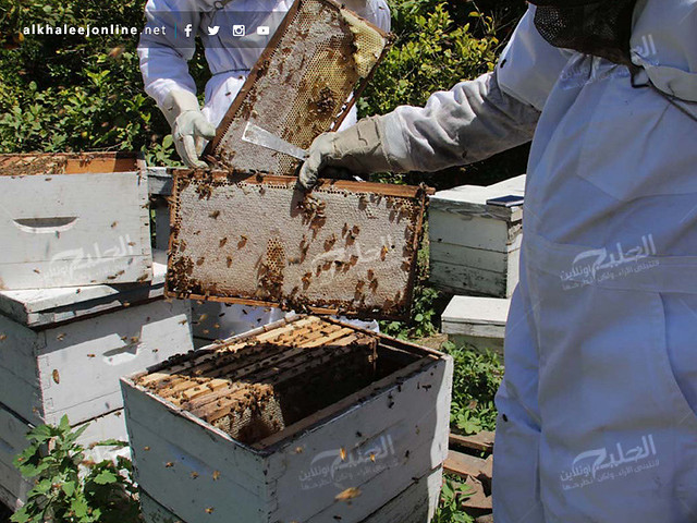 غزة تقطف العسل.. تعرف بالصور كيف ومتى يُنتج ويُقطف العسل 17417876485_1f3903c26c_z