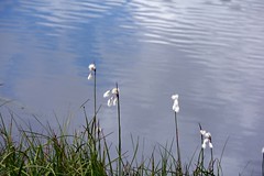 Eriofori al Lac Literan