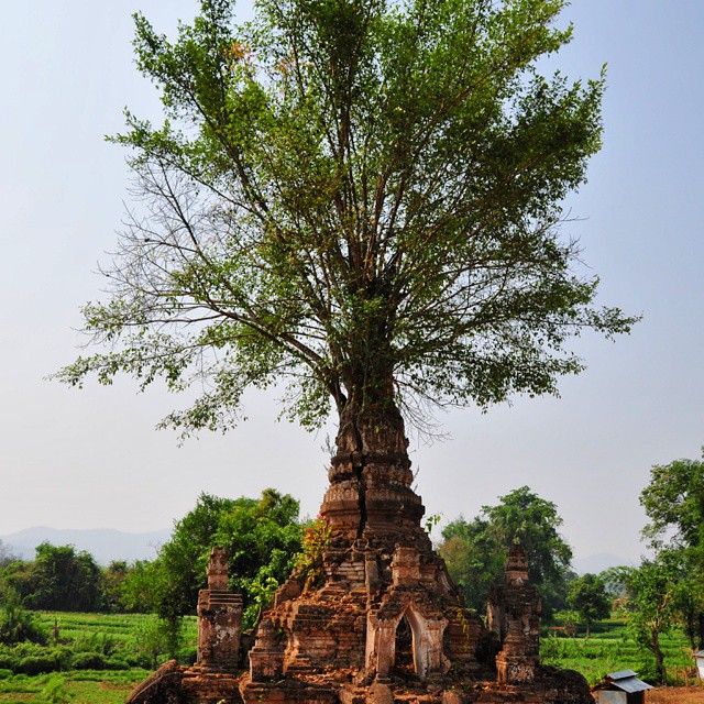 #Tree-#sprouting #Pagoda in #LittleBagan #Hsipaw