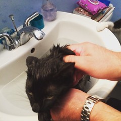 Shadow came back home slightly stinky so he got his first bath.