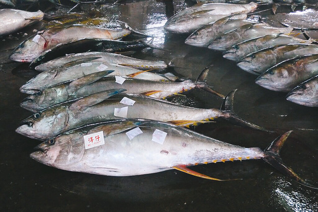約40%的受歡迎魚種如鮪魚，捕撈量已經超過永續捕撈的上限。攝影：Daniel Huang（CC BY-SA 2.0）