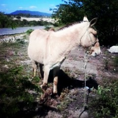 #InstaPanga. #Panga36AnosOnTheSportLife. #Panga50Anos. TheIncredibleStoryOfManWhoRanAroundFortalezaCity. #AIncrívelHistóriaDoHomemQueDeuAVoltaEmFortalezaCorrendo. #Itaíba. #Pernambuco. #Nordeste. #horse. #cavalo. #caballo.