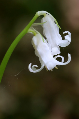 Bluebell Hyacinthoides non-scripta var. alba