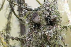 Female Bushtit and nest