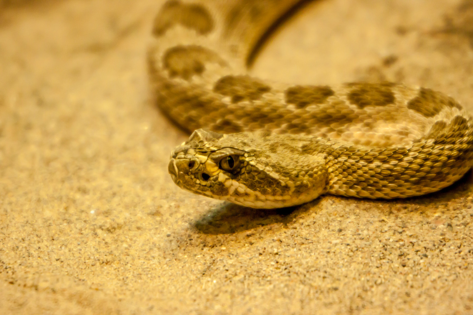 Ilha De Queimada Grande – Deadly Island Full With Snakes