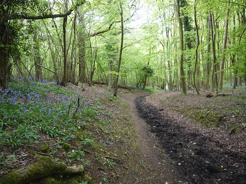 Freehold Wood