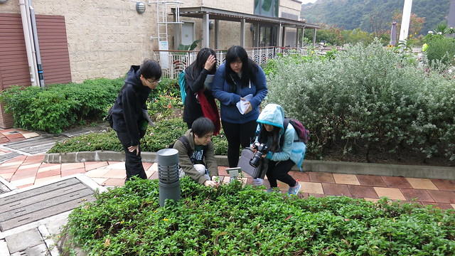 生態大使進行社區生態調查。圖片來源：香港觀鳥會