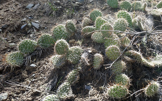 cactus-winter-forest