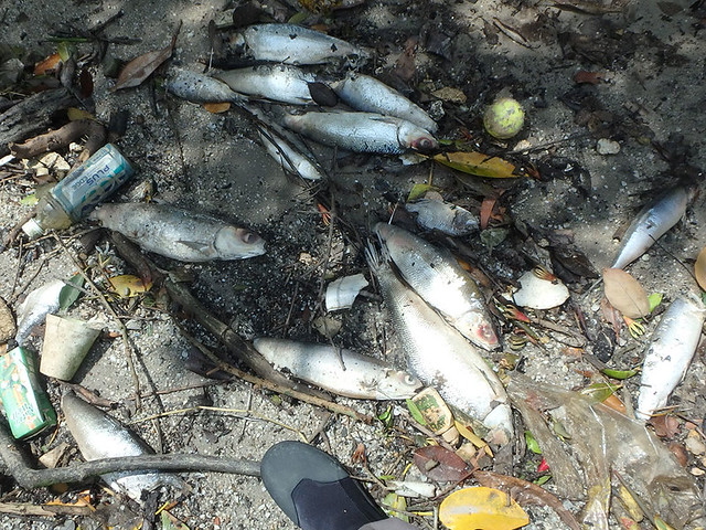 Dead farmed fish at Lim Chu Kang, 18 Jul 2016