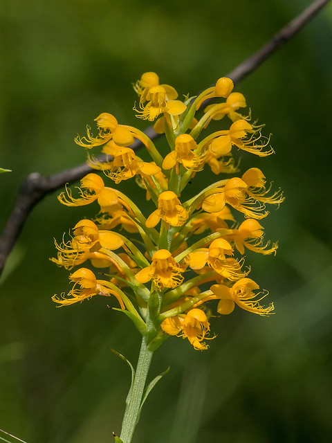 Crested Fringed orchid