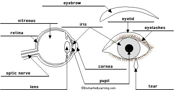 Eye Diagram Labeled With Functions | via Anatomy Pictures Ga… | Flickr
