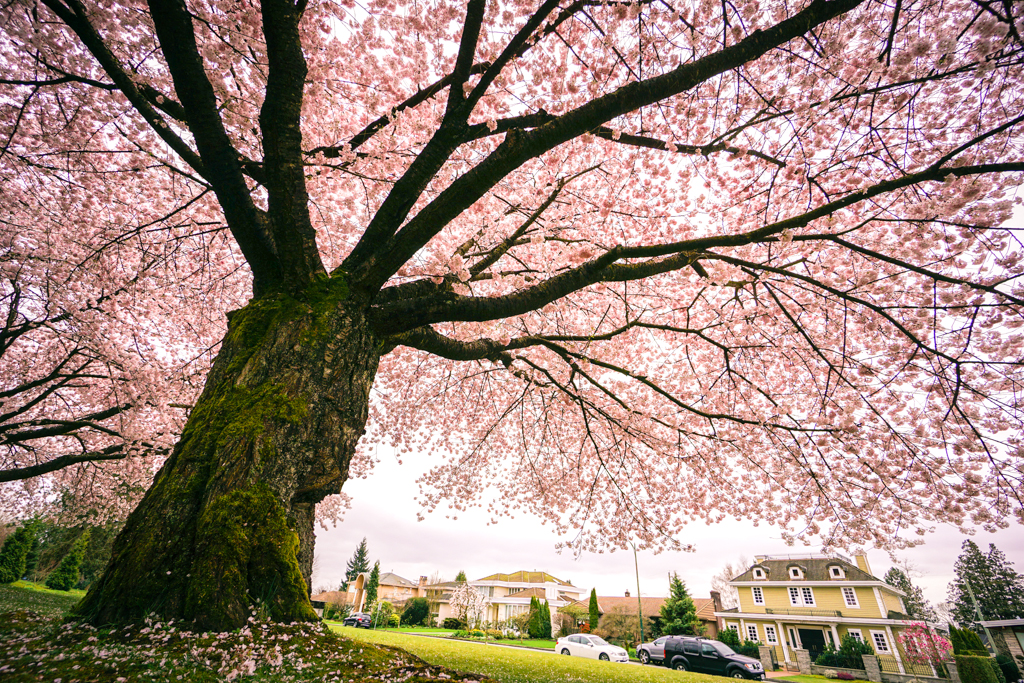Image result for cherry tree full blossom