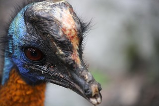 食火雞的額頭一片光禿、嚴重脫皮，已經完全看不到雞冠。且雞喙斷裂，上喙明顯較短，恐造成取食困難。圖片提供：台灣動物社會研究會